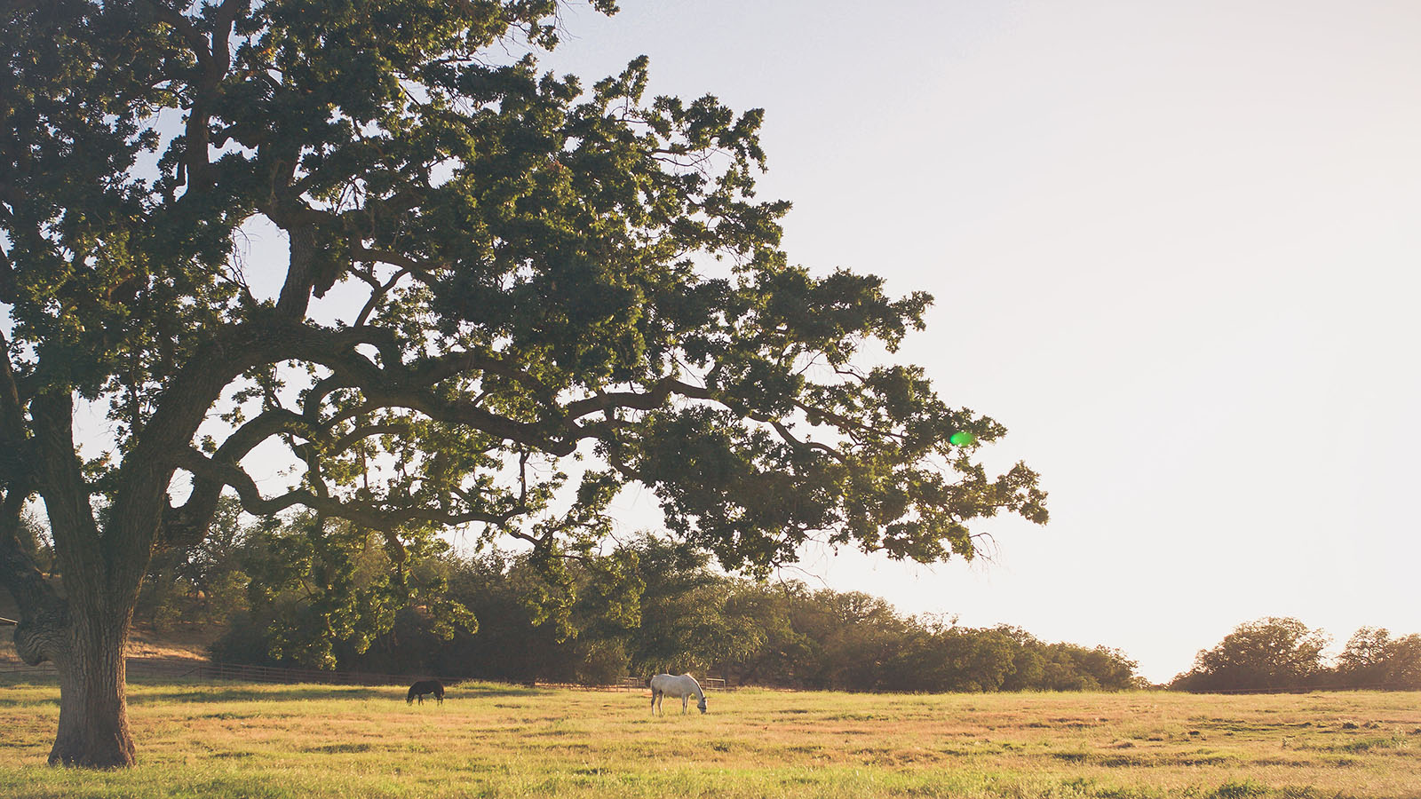 Estrella Ranch